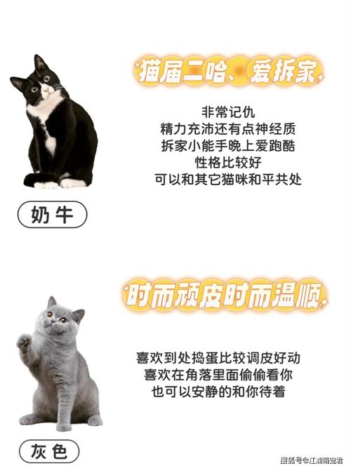 神秘的毛色密码，猫咪毛发颜色变化的背后