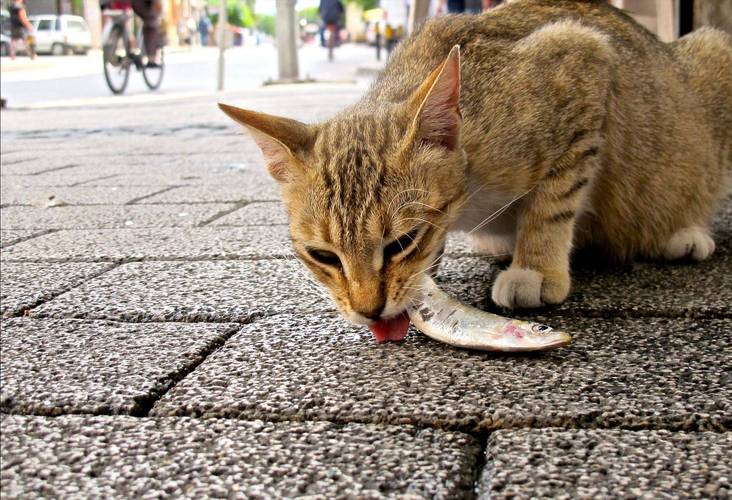 猫咪误食鱼刺，医生妙手回春