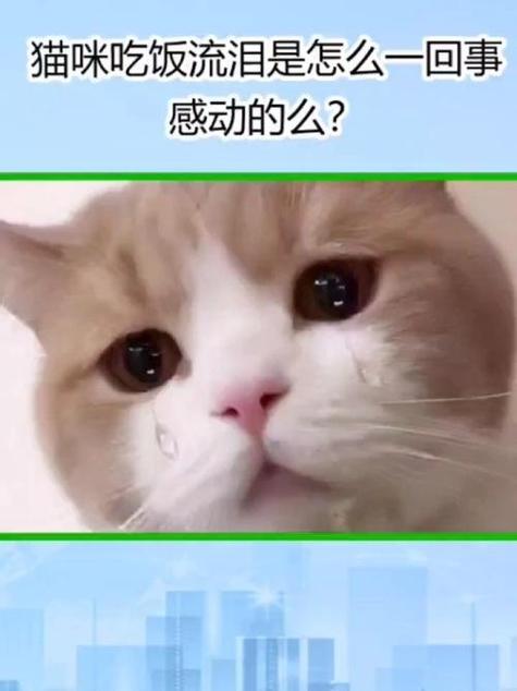 猫咪的泪水，爱与理解的力量