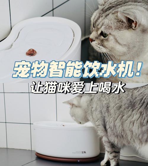 猫咪的水情告白，为何它会拒绝喝水？