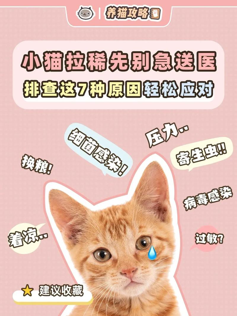 猫咪拉稀外翻？如何正确处理与预防