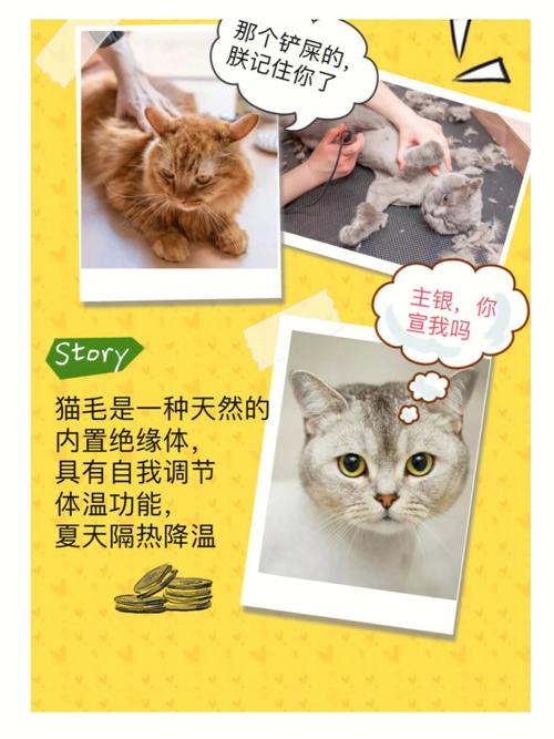 猫咪为何会成为高温的受害者