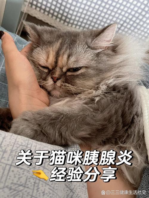 猫咪的隐形健康警报，了解胰腺问题的重要性