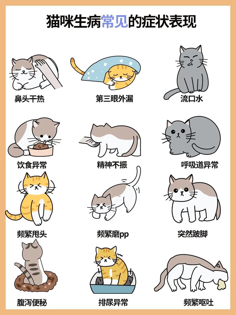 猫咪老是生病