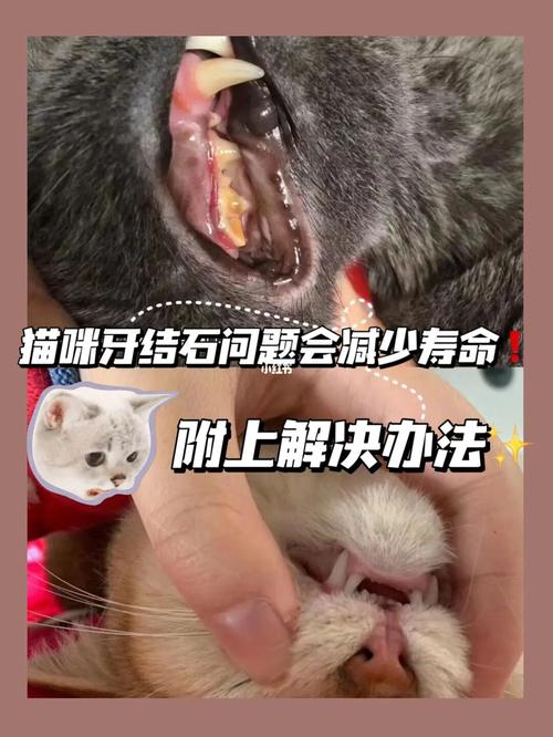 猫咪防结石，健康生活从饮食开始