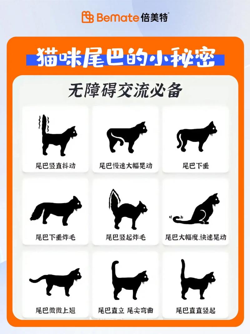 猫咪尾巴上的皮肤，了解其功能与魅力