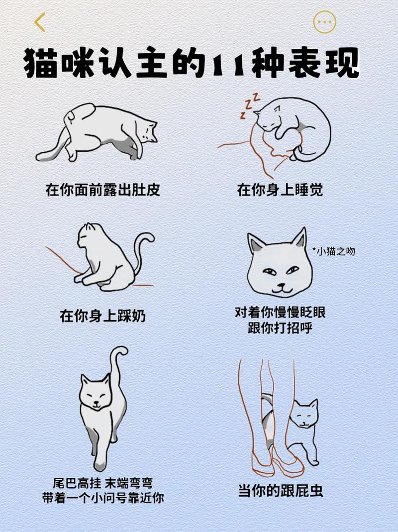 猫咪菊花里的秘密，探寻它们的排泄习惯