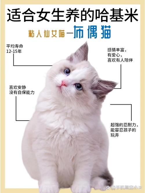 猫咪为何钟情于布偶，揭秘它们的毛绒情缘