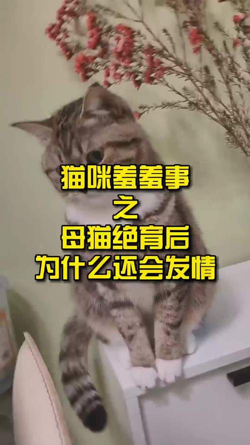 猫咪发情频繁