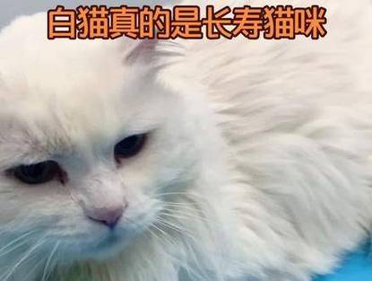 探索白色猫咪的市场价值