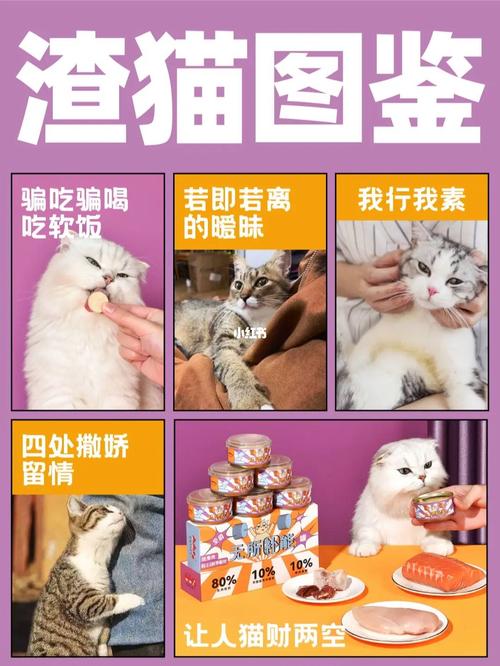 猫心狗意，一只猫咪如何俘获主任芳心