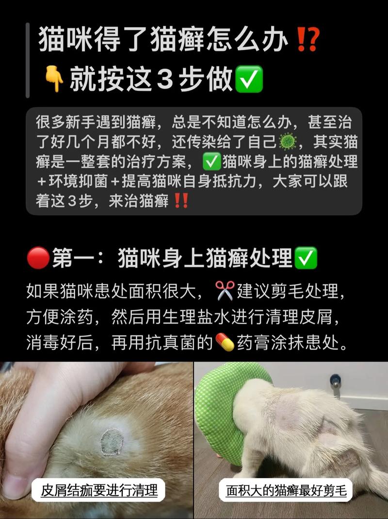 猫咪爪子烂掉，如何护理与治疗