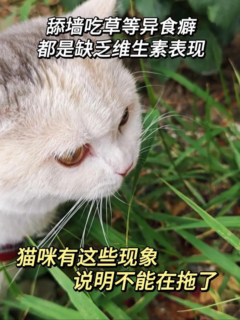 猫咪为何突然厌食？需及时关注并解决