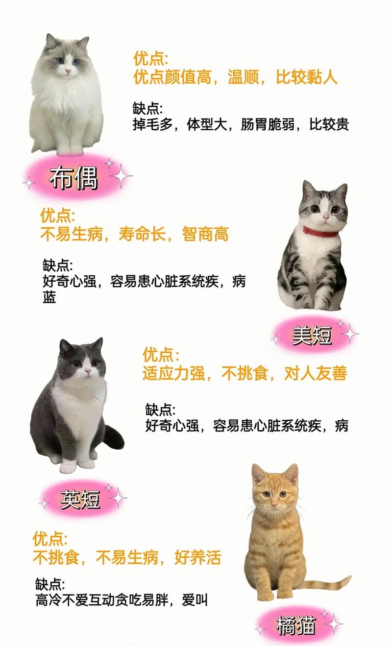 宠爱与责任并存，探索猫咪的幸福生活