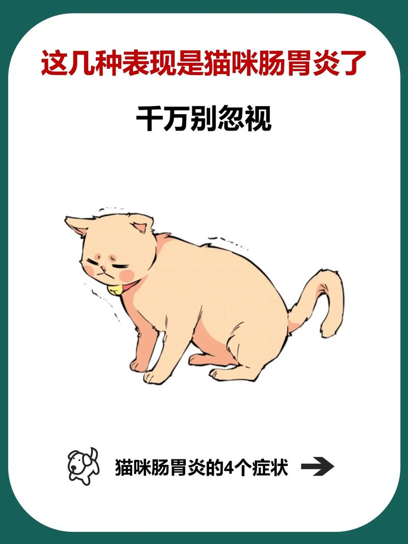 猫咪肠炎反复，如何预防与治疗