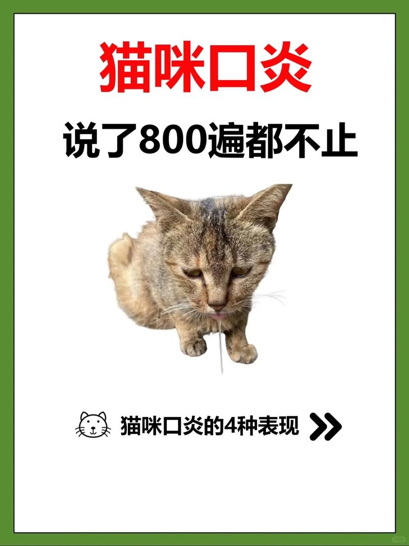 猫咪口炎，症状识别与日常护理