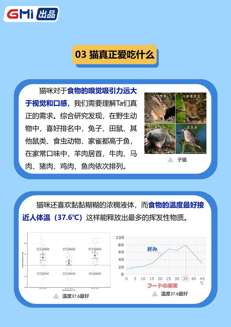 科学饮食为爱宠打造健康身材 —— 猫咪的减肥食谱与健康生活