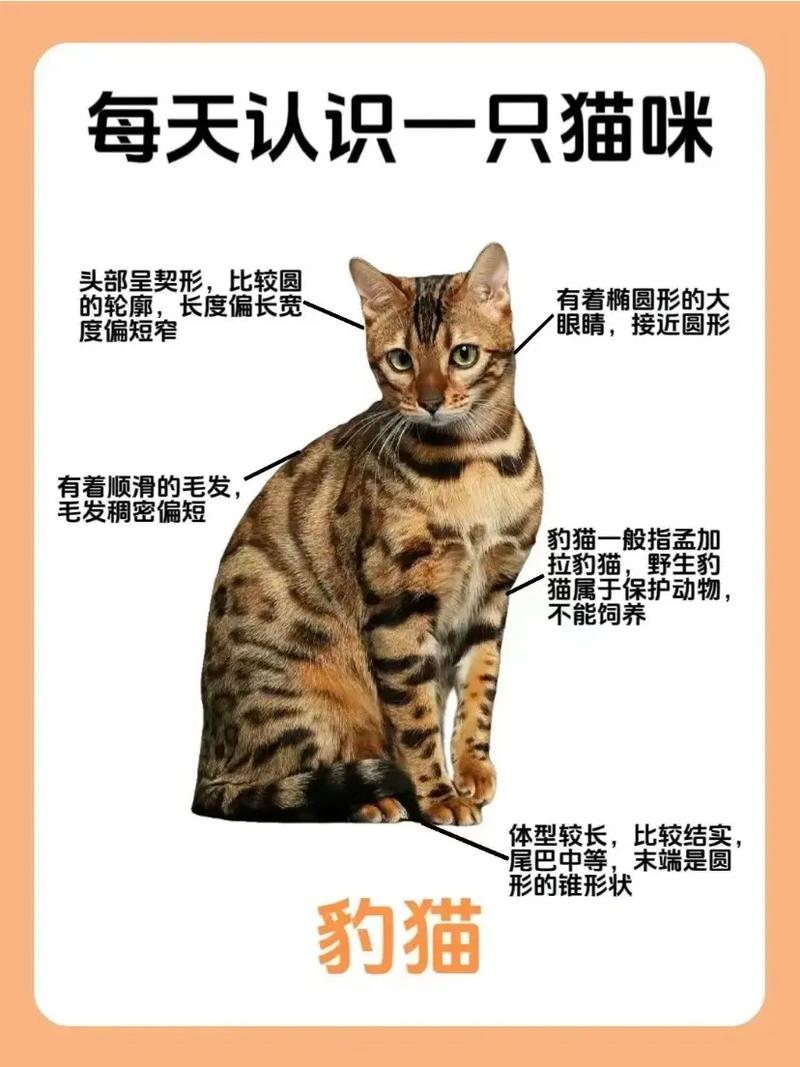 喵星人的智慧与野性，从猫咪到神秘的豹