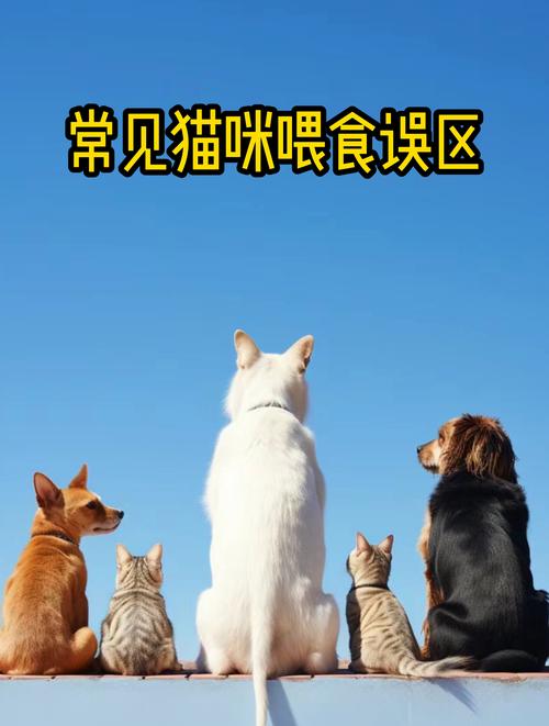 猫咪的世界，远离这些常见误区，让它们健康快乐