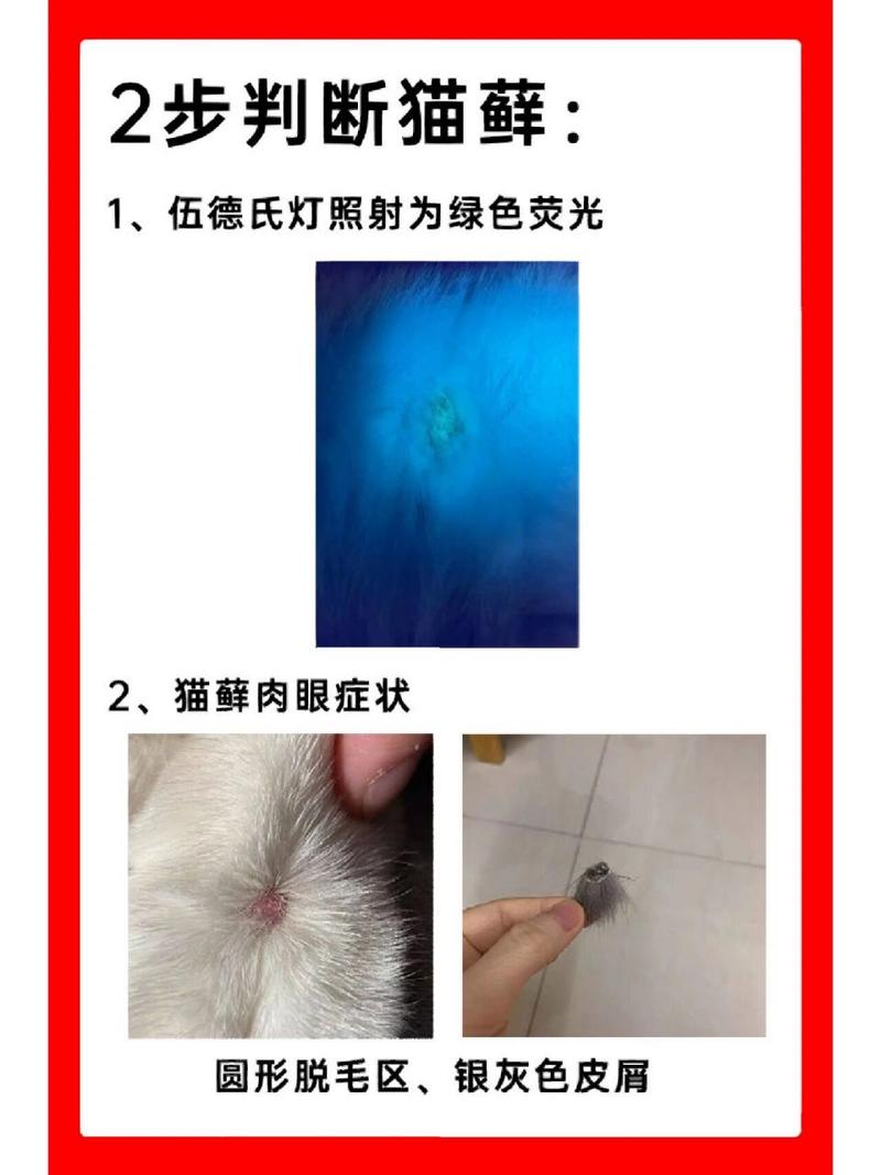 揭秘，猫咪为何总是掉毛？——深层解析猫咪掉落皮屑的原因与护理方法