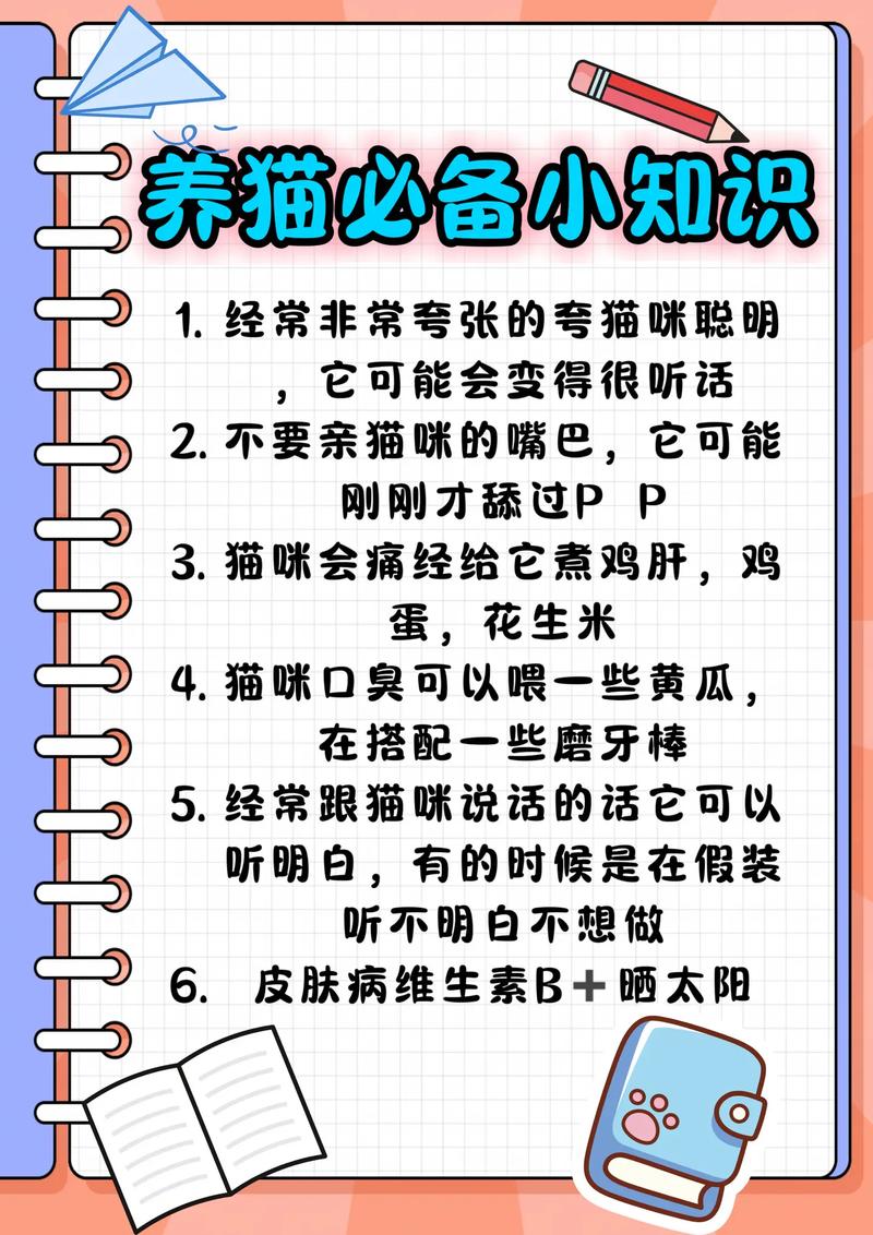 喵星人的魅力，揭秘昆明猫咪美容的秘密