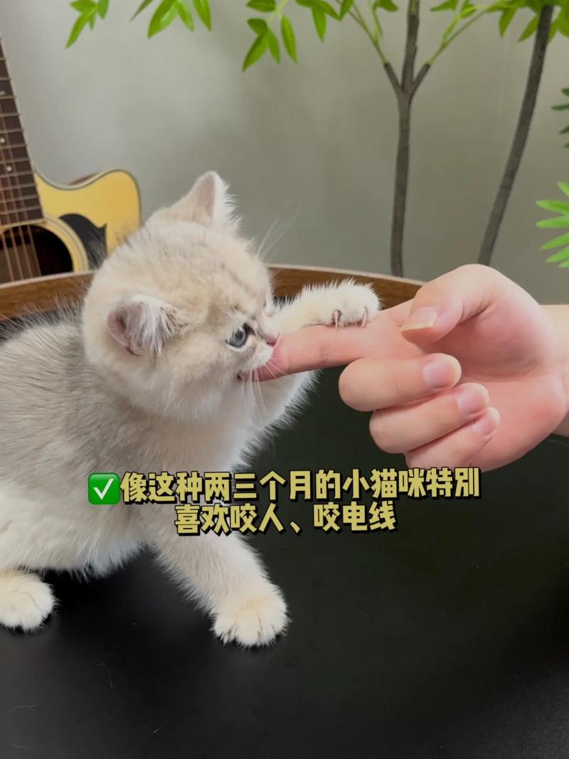 猫咪美容课程，让毛孩子更加光彩照人