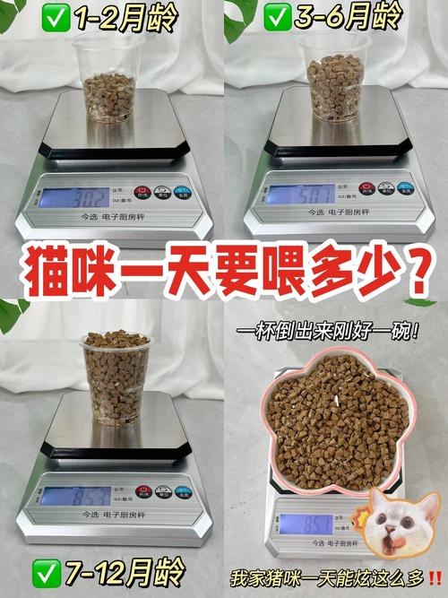 揭秘猫咪正常饭量的秘密