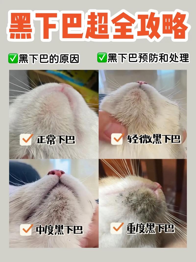 猫咪下巴块，揭秘背后的秘密