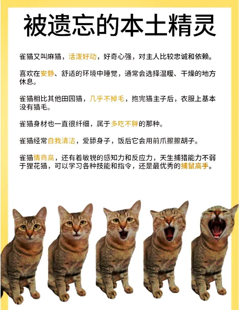 探索猫咪标志背后的神秘寓意