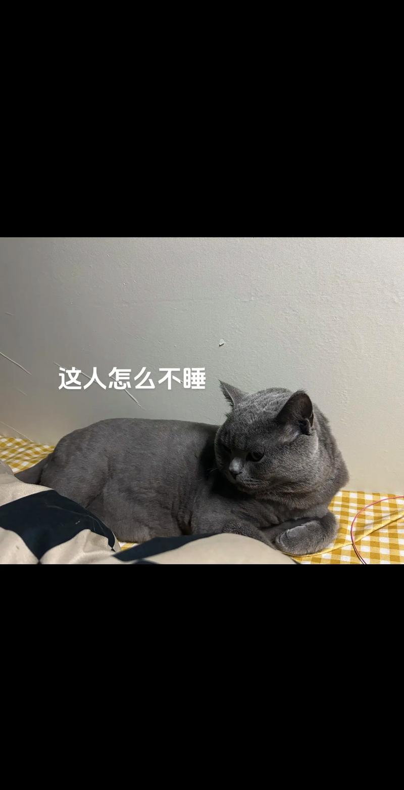 夜猫子的独白，猫咪夜里叫唤的意义