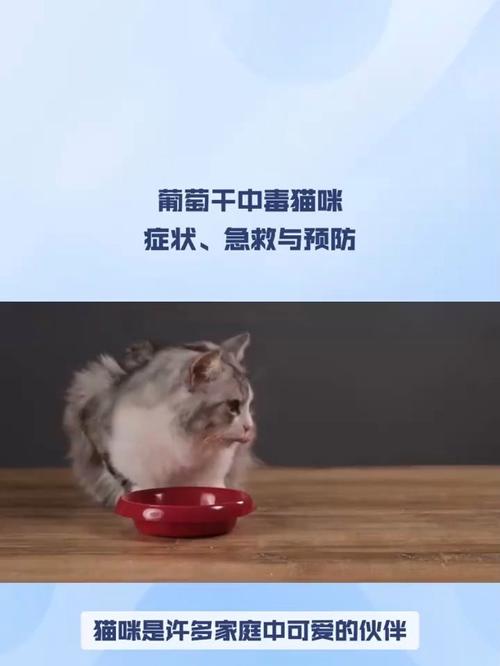 猫咪霉菌中毒，症状、预防与处理