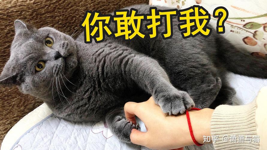 猫咪为何总爱咬人？揭秘猫咪的攻击性背后