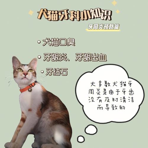 猫咪与犬类牙齿长度的秘密，揭秘它们的捕猎本能