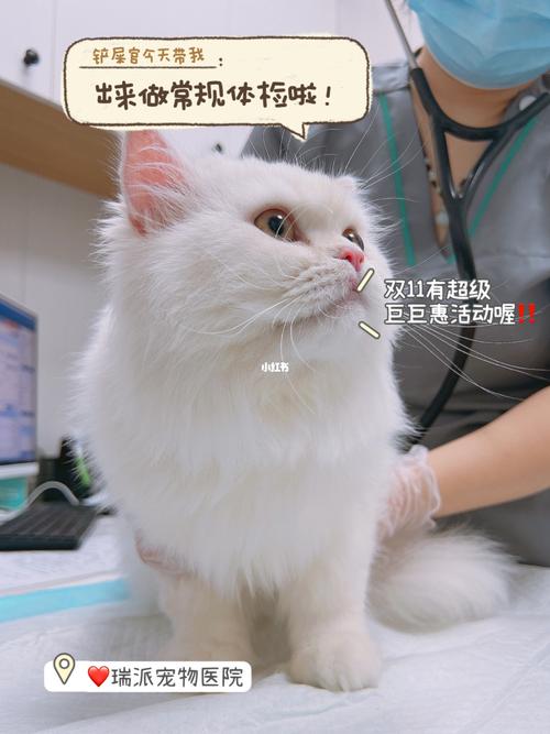 猫咪养护秘籍，从饮食到健康，全面照顾你的毛茸伙伴