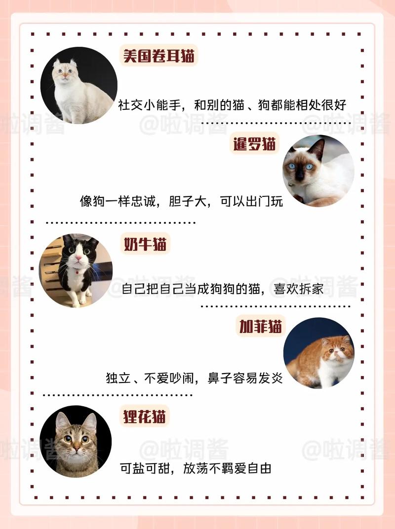 探索猫咪的成年期，了解您的爱宠达到成熟状态的标准