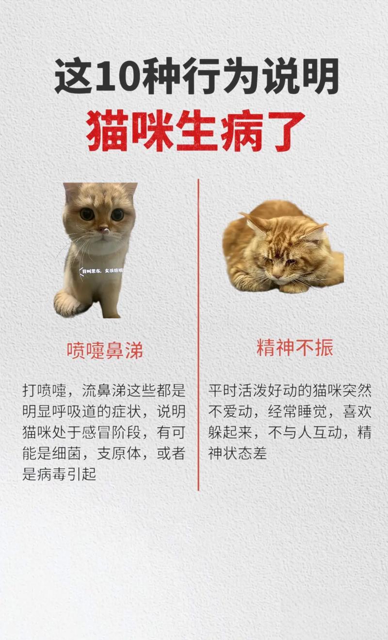 猫咪耳朵消炎，呵护毛孩子健康的小秘诀