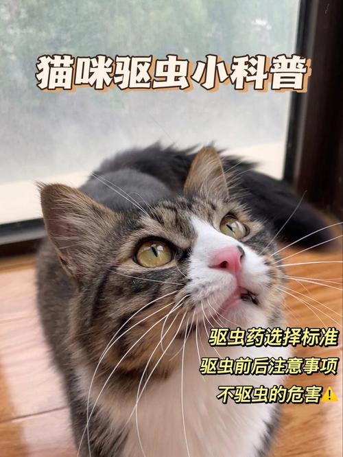 猫咪健康守护，如何使用猫咪金盾高效驱虫