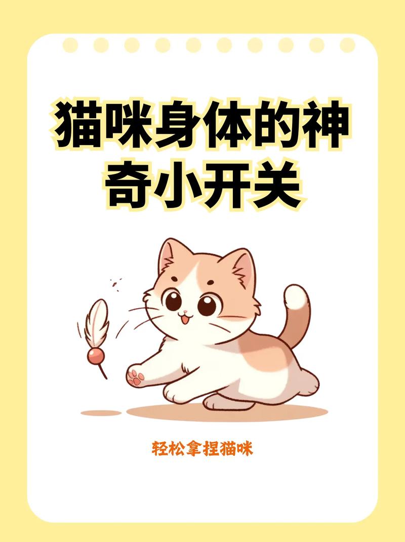 猫咪的全方位指南，全面掌握你的小宠生活