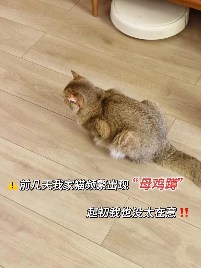 猫咪的神秘蹲姿，为何总是蹲着？