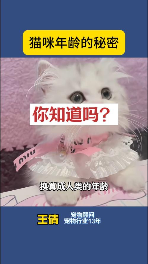 揭秘猫咪鼻饲的秘密——一种特殊的喂养方式