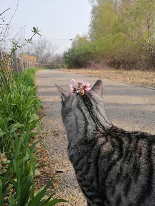 猫咪散步的秘密，探索它们的独立与魅力