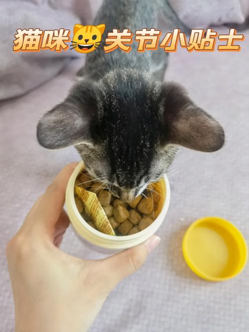 揭秘猫咪催生素，宠物健康的新宠儿