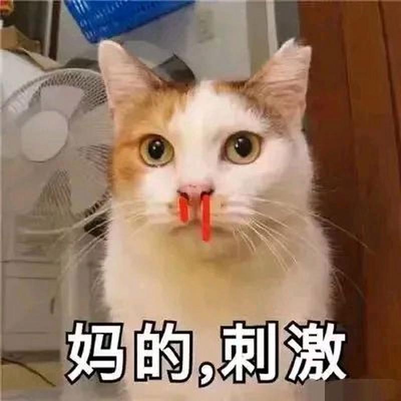 猫咪鼻血，及时处理与预防的重要性