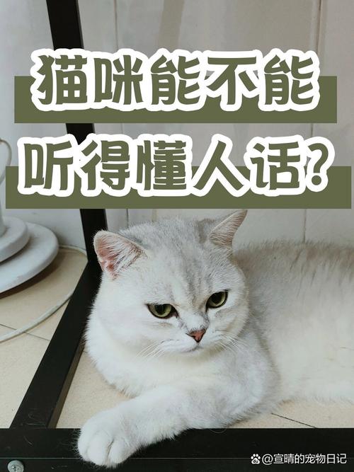 猫咪的语言，读懂它们的喵喵与眼神