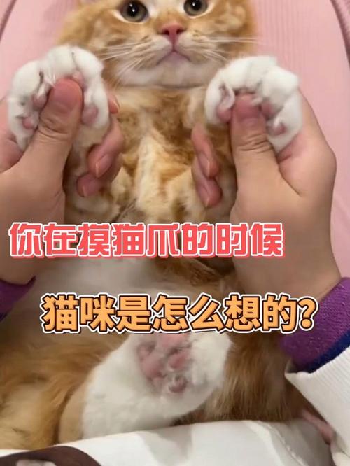 猫咪的温柔爪子，如何与猫咪和平共处