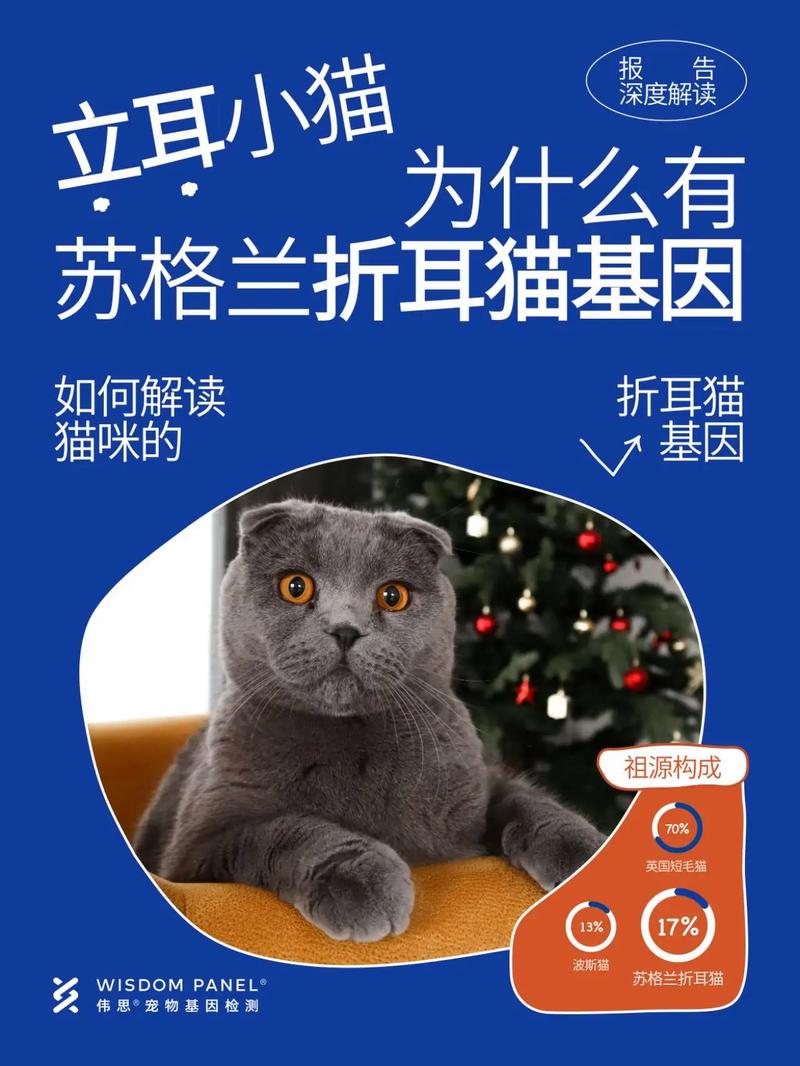 揭秘猫咪基因奥秘，从遗传密码到可爱个性