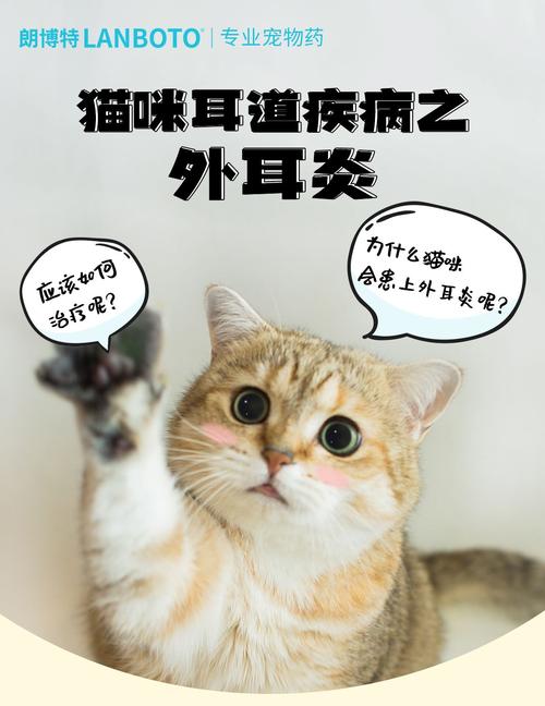 揭秘猫咪外耳炎的真相，预防与治疗指南