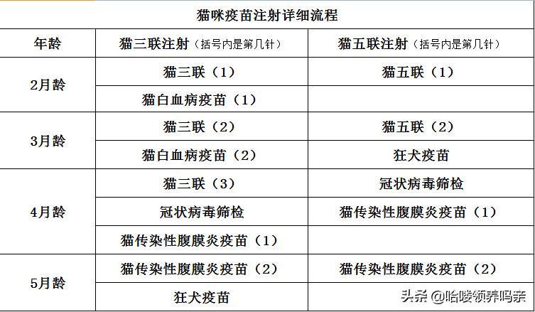 猫咪不打疫苗？真相与误区