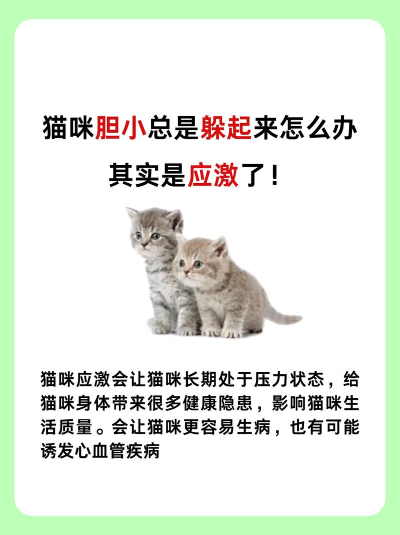 猫咪鼻孔发黄？了解可能的健康隐患