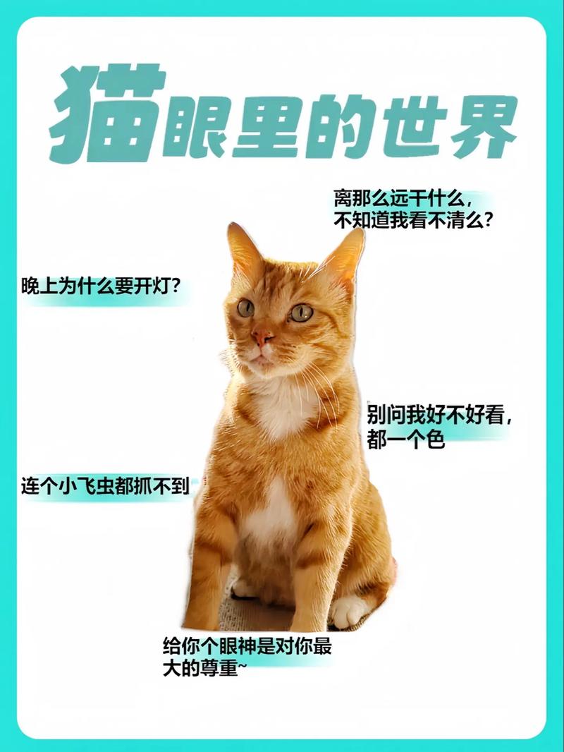 猫咪眼周的秘密，美丽与健康的奥秘